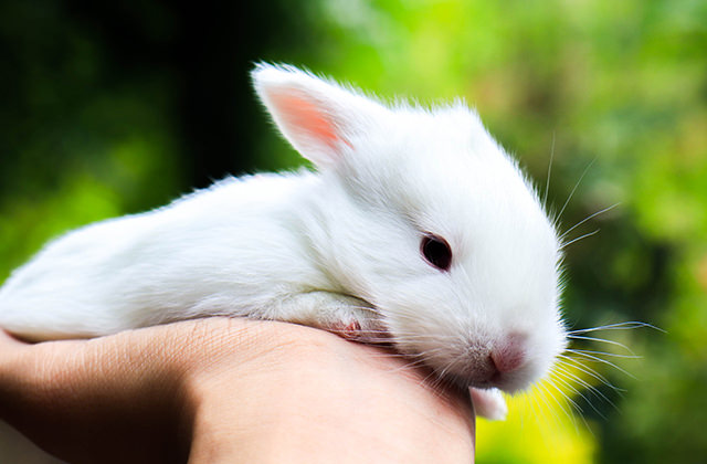 ラビッツ・フット